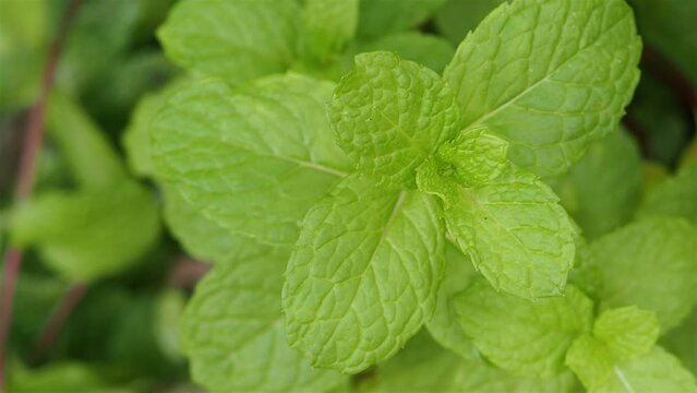 close-up of green mint planted in the field