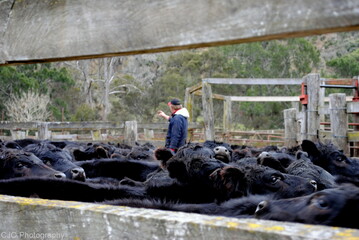 Counting the cows