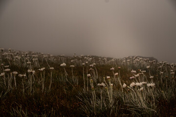 Wildflowers on a mountain