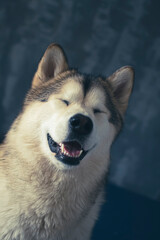 Cheerful portrait of a Malamute girl. Eyes closeup, black wet nose and friendly smile. Happiness of a family member. Selective focus on the details, blurred background.