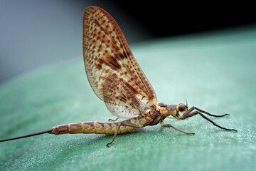 butterfly on a tree