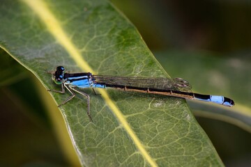 blue dragonfly on a leaf