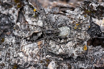 spider on a ground