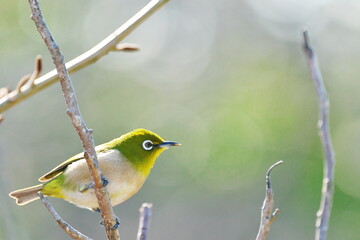 身近な野鳥（メジロ）