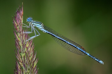 blue dragonfly on a branch