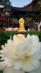 Beautiful lotus and buddha statue