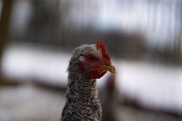 Junger Hahn auf dem Bauernhof