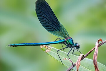 blue dragonfly on a leaf