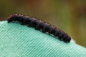 close up of a caterpillar