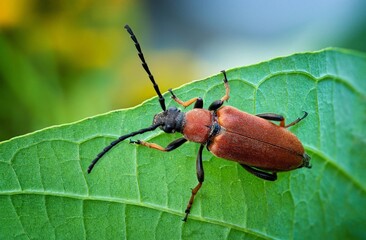 bug on a leaf