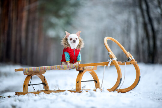dog in the snow