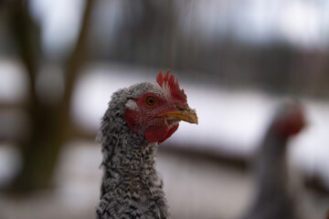 Junger Hahn auf dem Bauernhof