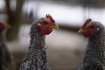 Junger Hahn auf dem Bauernhof