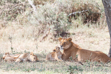 Fototapeta na wymiar 木陰で休むライオン家族