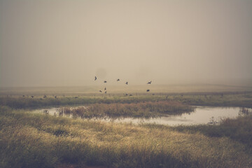 misty morning on the river