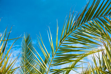 Palm branches close up on a blue sky background