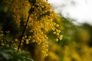 yellow flowers on the tree