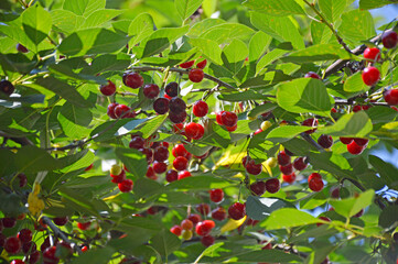 Cherry branch. Red ripe berries on the cherry tree. Green nature background. Crop time. Harvesting season
