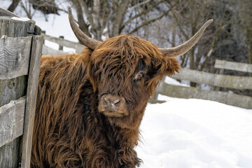 Highlander scotland hairy cow yak detail