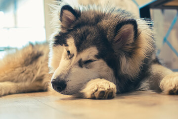 Alaskan Malamute sleeping on the floor. Young lovely sled dog boy dreaming. Fluffy ears, white adorable face. Selective focus on the details, blurred background.