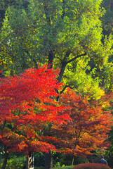 薬師公園の紅葉と銀杏