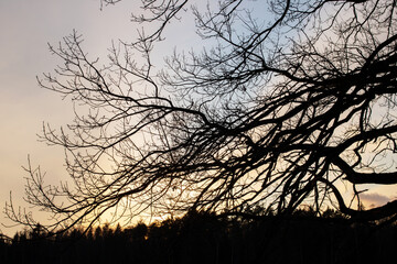 Shadows of tree branches against a yellow sky at sunset