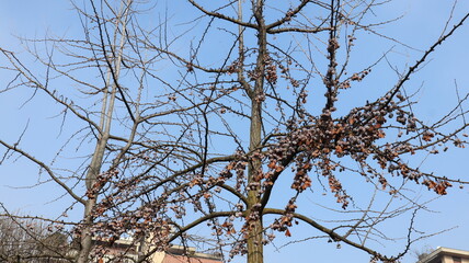branches of a tree in spring