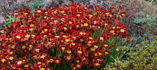 red and yellow flowers