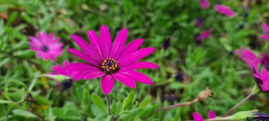 Obraz premium Pink Flower