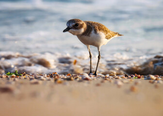 Lesser sand plover on the beach. Charadrius mongolus. The lesser sand plover is a small wader in the plover family of birds.