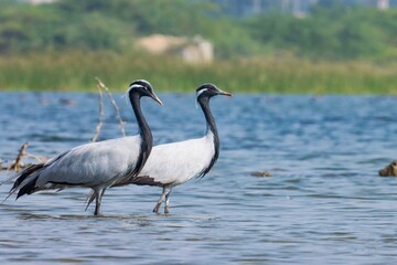 Demoiselle cranes at river. Grus virgo. Crane bird.