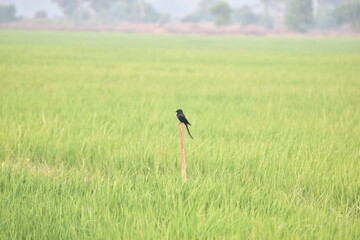 Black Drongo 