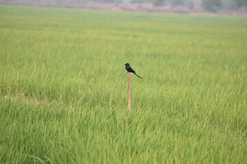 Black Drongo 