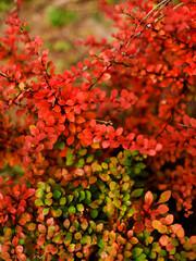 Fototapeta premium red autumn leaves on a bush closeup