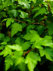 Fototapeta na wymiar green maple leaves on a bush closeup