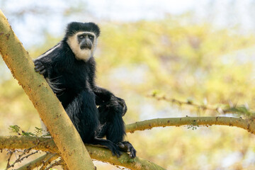 Mantled Guereza, also known as Black-and-White Colobus (Colobus guereza) sitting on the branch near Lake Naivasha national park, Kenya