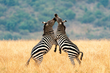Two Plains (Grant's zebra) Zebra stallions (Equus quagga boehmi) fighting and biting, Maasai Mara National Reserve, Kenya - obrazy, fototapety, plakaty