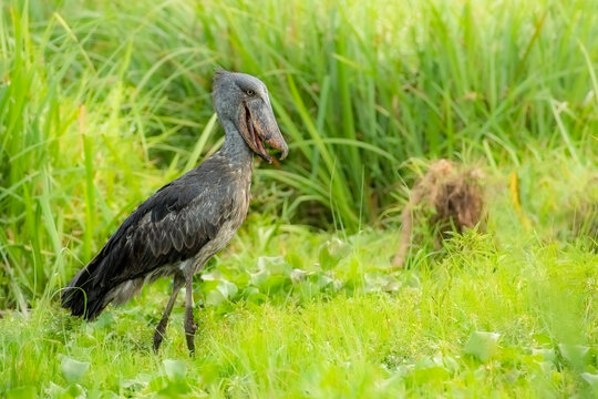 Shoebill Stork, Balaeniceps rex, walking in the wetland or swamp in Murchison Falls National Park, Uganda