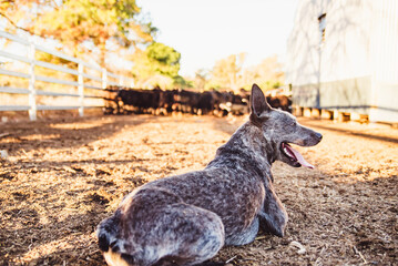 blue heeler dog