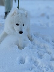 white dog husky in snow