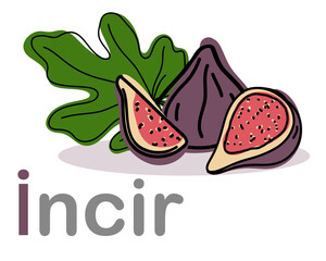 Turkish alphabet with figs. Translation from Turkish: figs. Vector hand drawn illustration