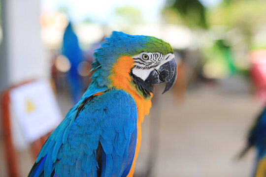 Portrait of colorful macaw parrot. Exotic tropical bird. Close-up.