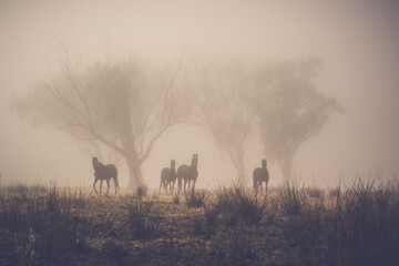 Fototapeta na wymiar herd of horses on a misty morning