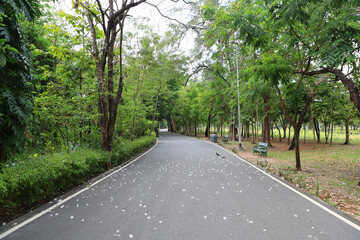 Road in the park with tree around. Peaceful green park and way with flower fall on the road.