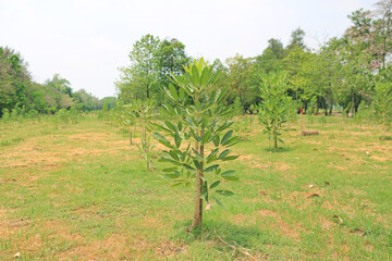 Newly planted trees in a row at the garden
