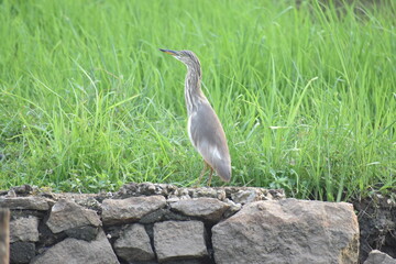 great blue heron
