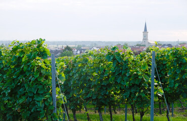 Fototapeta na wymiar Vineyards on a blurred Bodenheim village background. Rhineland Palatinate, Germany. Sunny summer morning. Wine region.