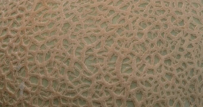 Macro shooting of reticulated cantaloupe melon peel rotating.