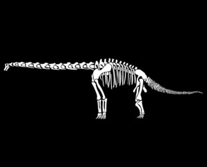 Graphic skeleton of an abrosaurus dinosaur on a black background. Vector illustration.