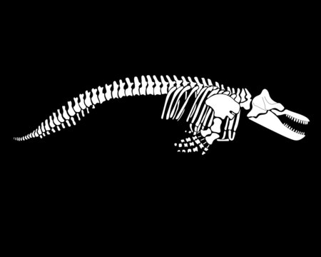 recommend clip art: Graphic skeleton of a killer whale on a black background. Vector illustration.
